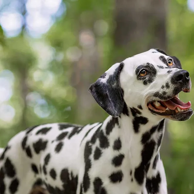 happy-dog.