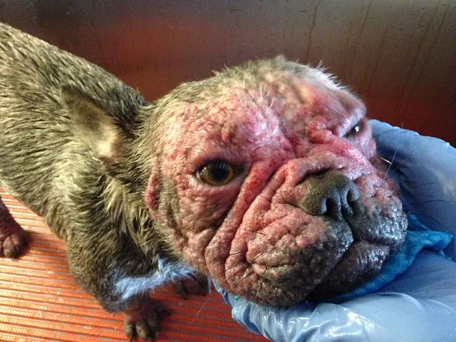 Willow Veterinary Clinic - Reggie's Story - Treatment of Demodectic Mange