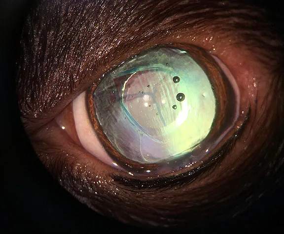 Willow Veterinary Clinic - Cataract Surgery