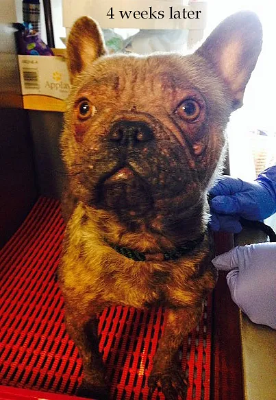 Willow Veterinary Clinic - Reggie's Story - Treatment of Demodectic Mange