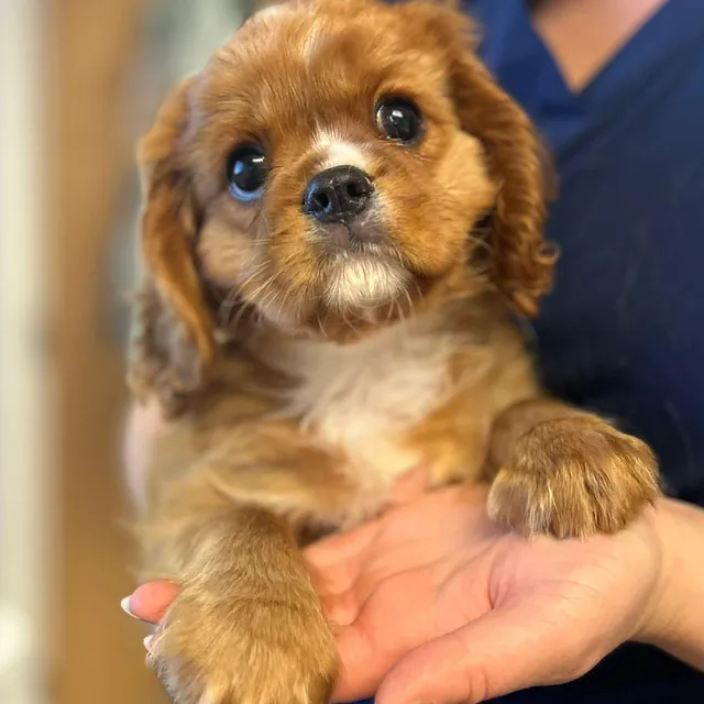 king charles spaniel puppy