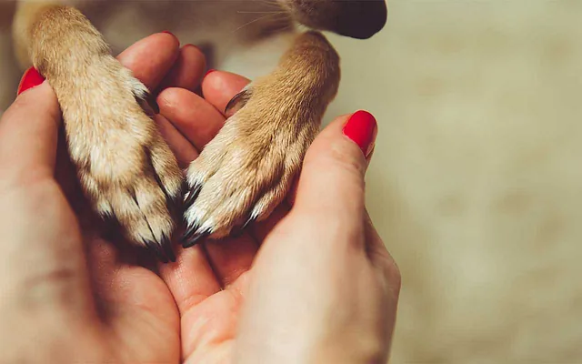 holding-dogs-hands