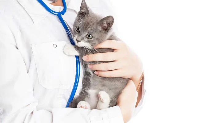 vet-holding-kitten