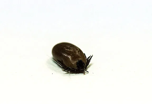 Willow Veterinary Clinic - Ticks