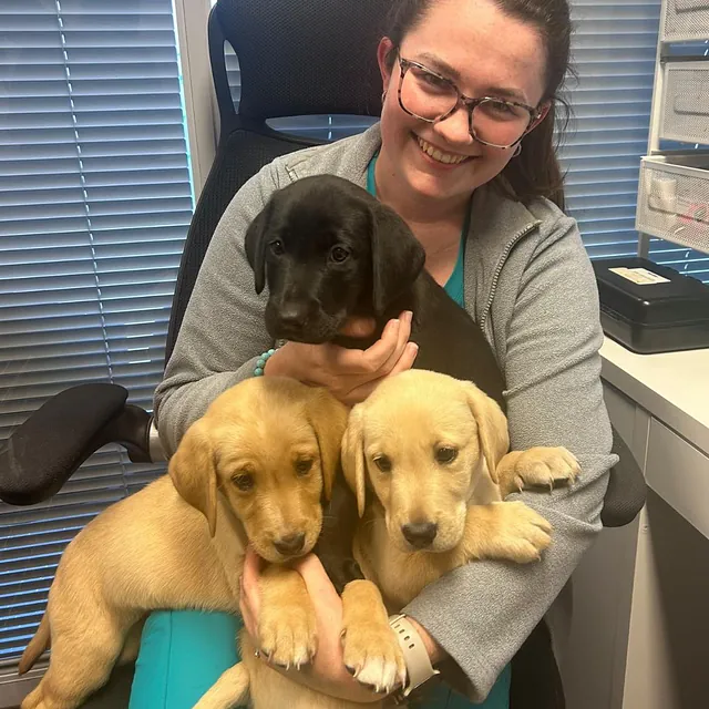 Labrador puppies