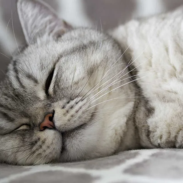 sleeping-cat