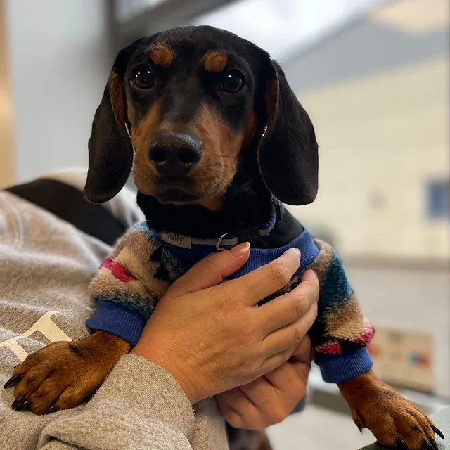 Dachshund booster vaccine