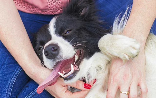 smiling-dog