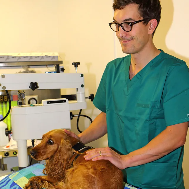 Willow Veterinary Clinic - Key Hole Surgery