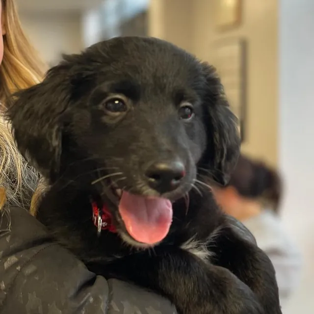 collie cross puppy