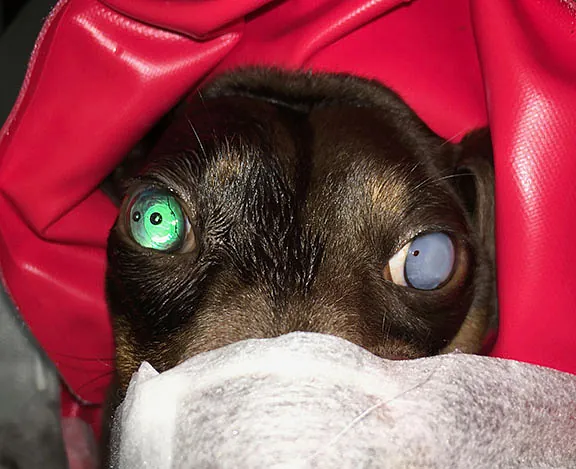 Willow Veterinary Clinic - Cataract Surgery