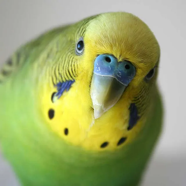 happy-Parakeet