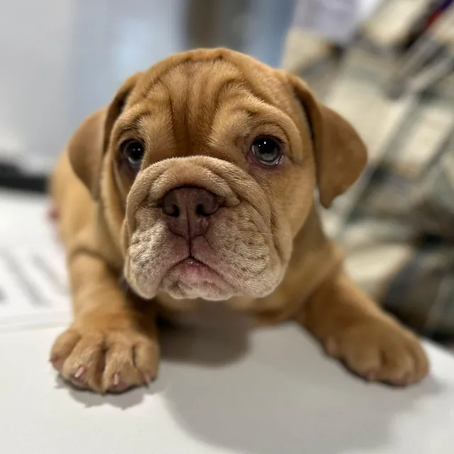 english bulldog puppy