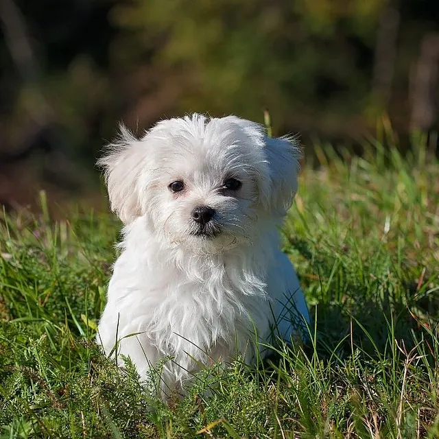 white dog